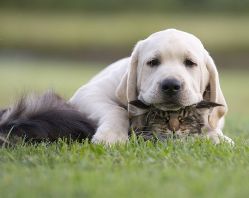 cat-and-dog-friendship